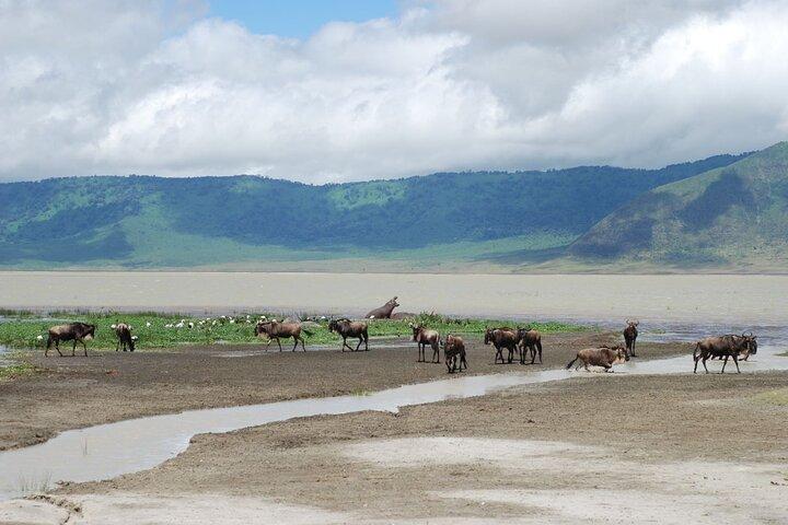 Ngorongoro Crater with Nature Tour and Lunch
