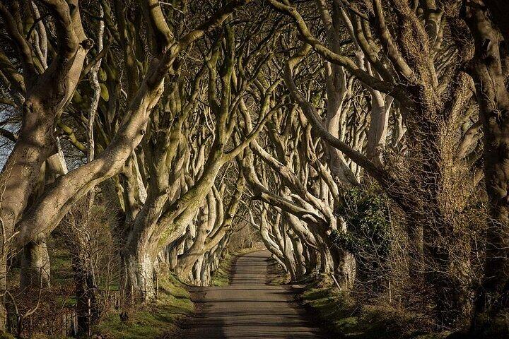 Giant’s Causeway Tour from Belfast with Castles & Dark Hedges