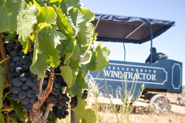 Stellenbosch Wine Hop-on Hop-off Tractor Tour from Cape Town