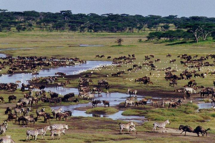 Ngorongoro Crater with Nature Tour and Lunch
