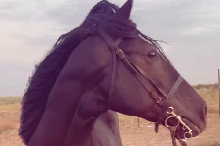 Private Horseback Riding Tour with Tea
