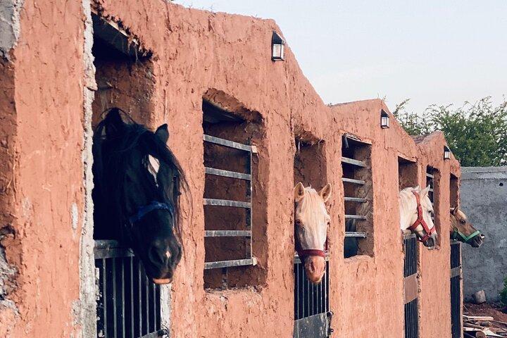 Private Horseback Riding Tour with Tea