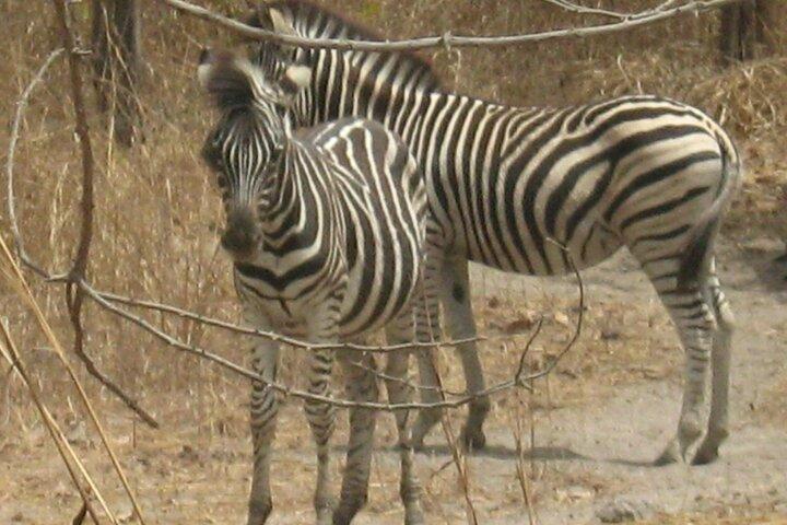 Full-Day Safari in Senegal from Banjul