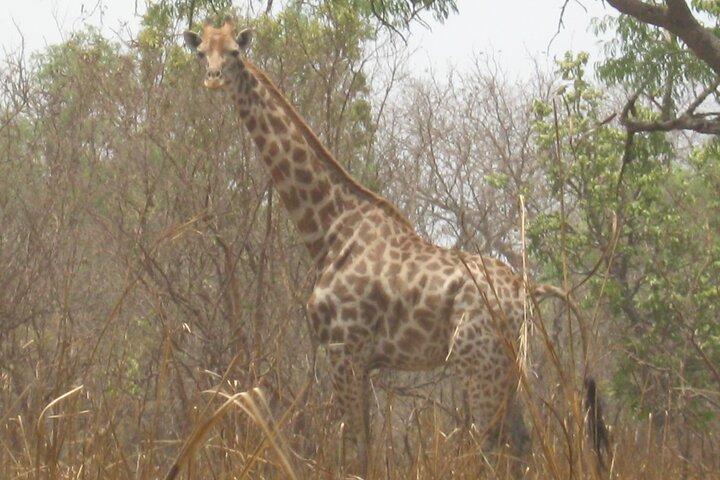 Full-Day Safari in Senegal from Banjul