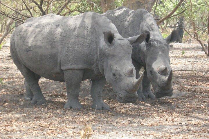 Full-Day Safari in Senegal from Banjul