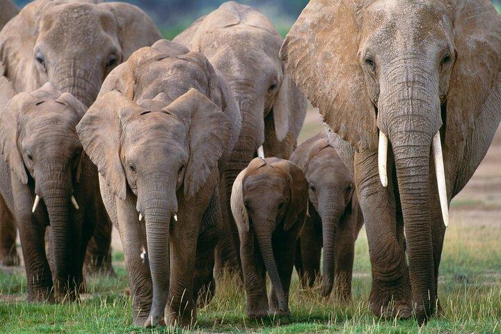 3 Day Amboseli National Park Jeep Safari