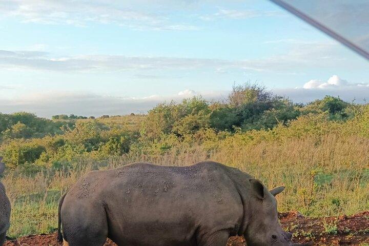 Half Day Guided Tour at Nairobi National Park