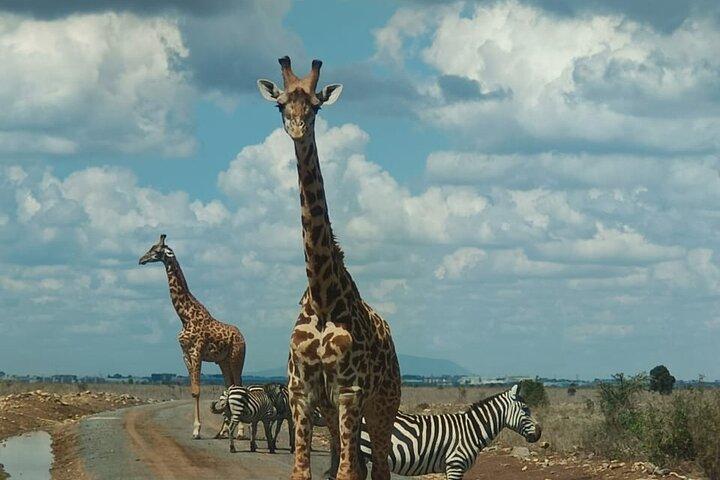 Half Day Guided Tour at Nairobi National Park