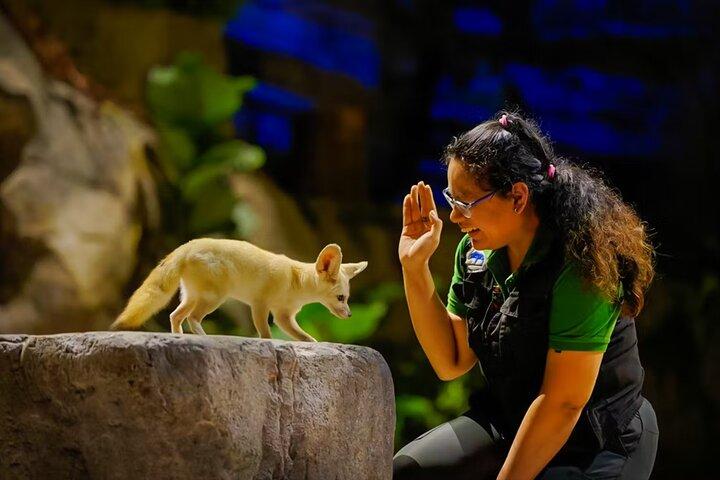 Night Safari Singapore Skip the Line Tickets with Tram Ride