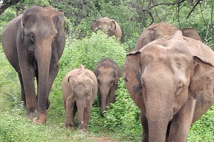 Sigiriya and Dambulla Private Day Trip with Safari from Colombo