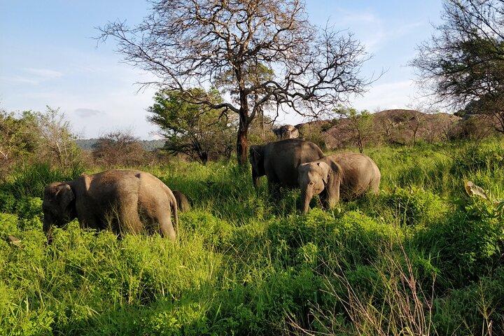 Sigiriya and Dambulla Private Day Trip with Safari from Colombo