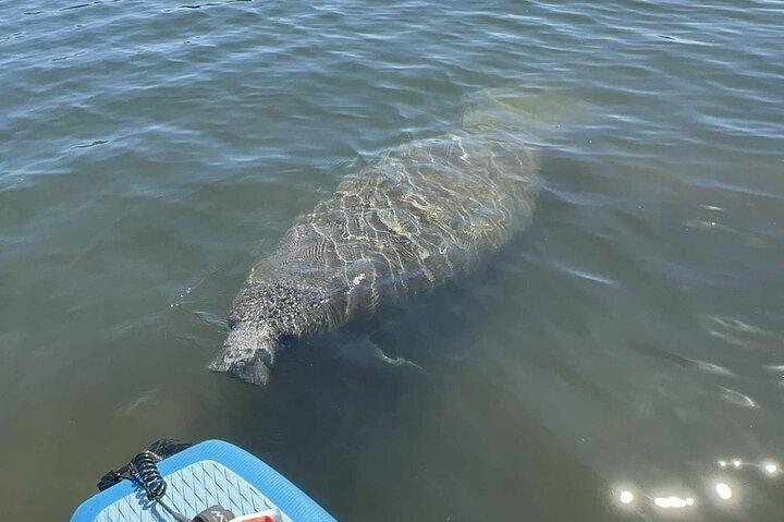 Crystal River: Three Sisters Paddleboarding and Snorkeling Tour