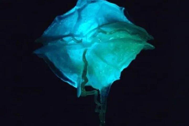 Bioluminescent Bay Kayak Tour in Fajardo Puerto Rico