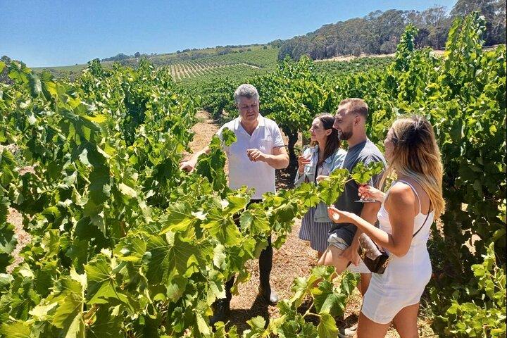 McLaren Vale Small Group Wine Tour view d'Arenberg Cube inc lunch