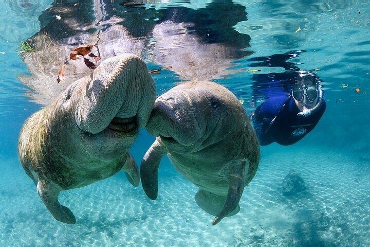 3 hours Manatee Swim Tour in Florida