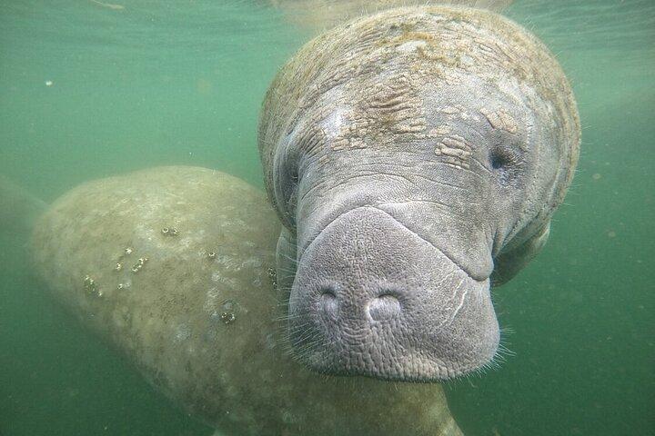 Semi Private Manatee Swim Tour