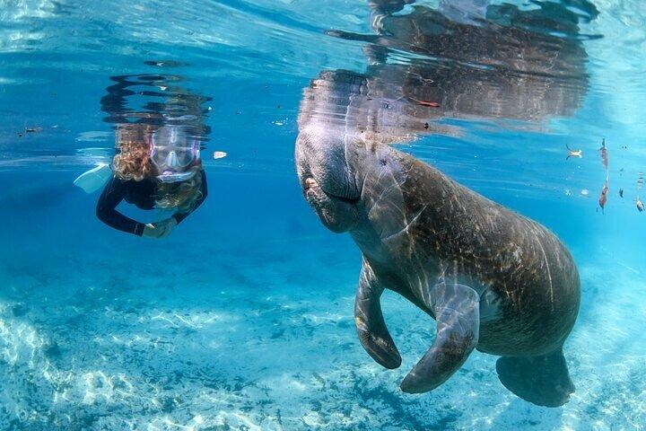 3 hours Manatee Swim Tour in Florida