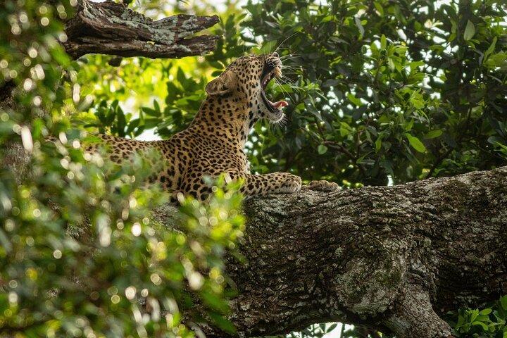 Sri Lanka Yala Wildlife Safari Tours