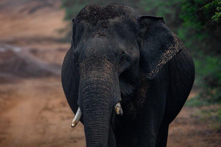 Sri Lanka Yala Wildlife Safari Tours