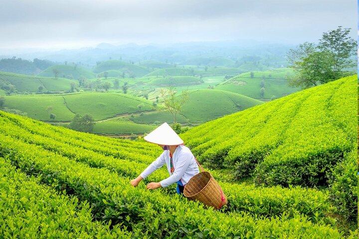 Private Chiang Rai Day Trip with Golden Triangle from Chiang Mai