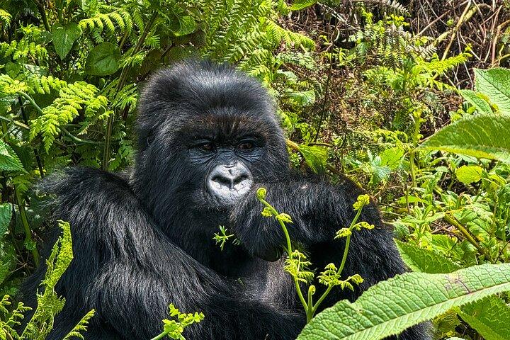 4 Days Rwanda Tour with Gorilla and Chimpanzee Trekking