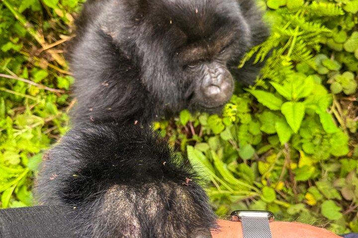 4 Days Rwanda Tour with Gorilla and Chimpanzee Trekking
