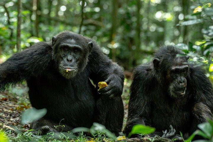4 Days Rwanda Tour with Gorilla and Chimpanzee Trekking