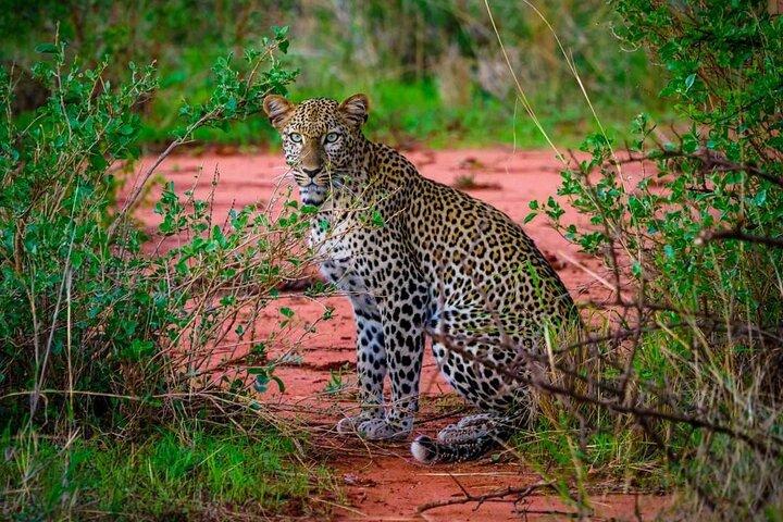 13 Days Wildlife Safari Nairobi to Diani Sandy Beach Tour