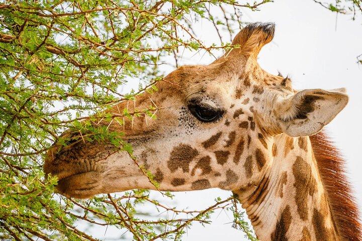 13 Days Wildlife Safari Nairobi to Diani Sandy Beach Tour