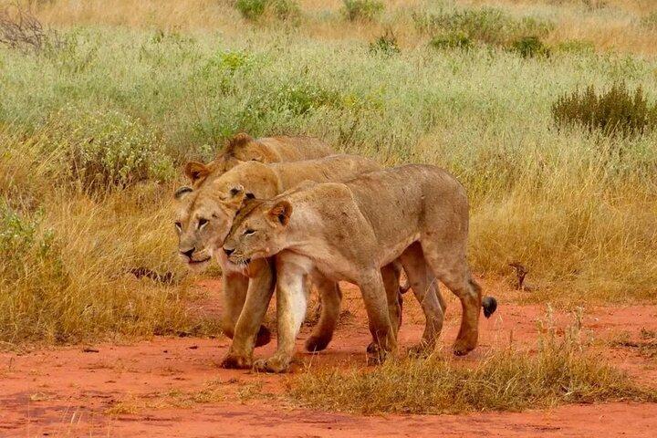 13 Days Wildlife Safari Nairobi to Diani Sandy Beach Tour