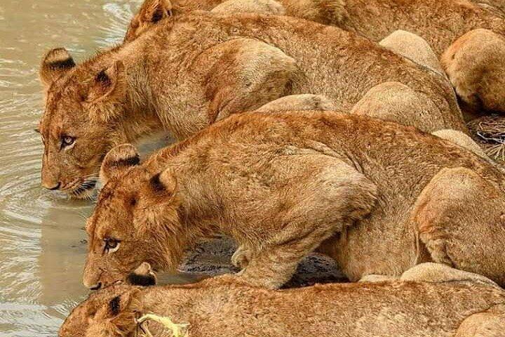Nairobi National Park Private Tour Experience with 4WD Jeep.