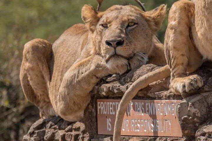Nairobi National Park Private Tour Experience with 4WD Jeep.