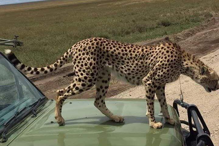 Nairobi National Park Private Tour Experience with 4WD Jeep.