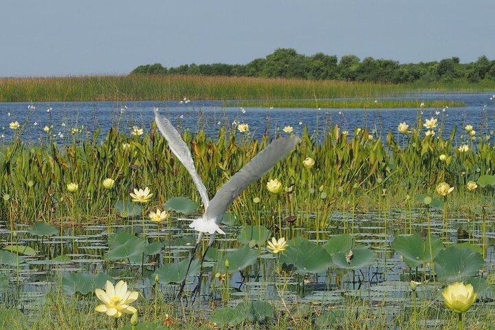 1 Hour Florida Everglades Wildlife Tour