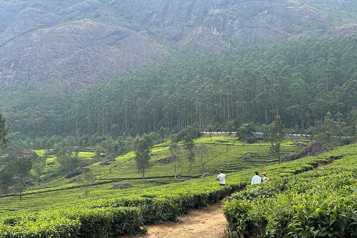 Tea planation walking In Munnar- (by Munnar Info)