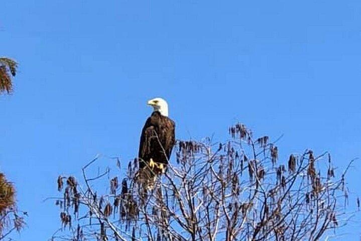 1 Hour Florida Everglades Wildlife Tour
