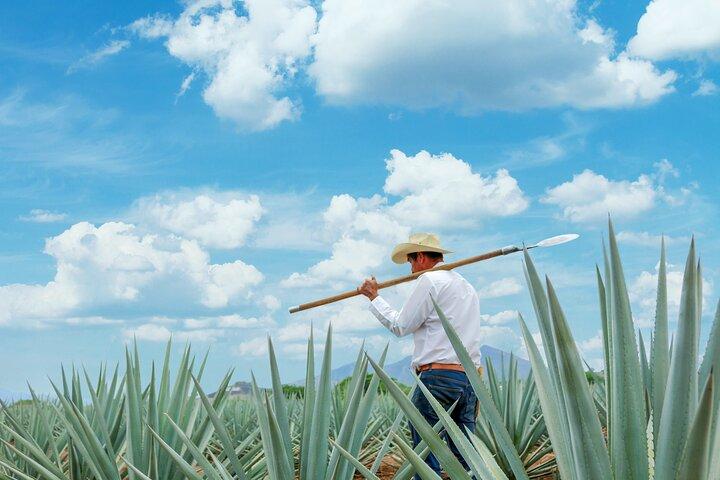 Jose Cuervo y Campos