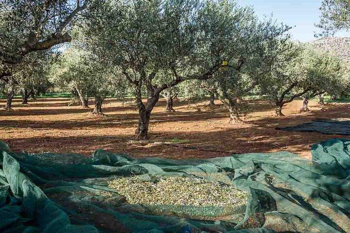 Katakolo:Olympia Guidedtour-Olive Grove-Cooking Class-Small Group