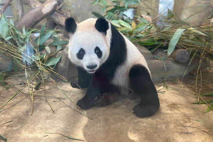 Panda Valley / Dujiangyan / Bipenggou / Siguniang Private Tour