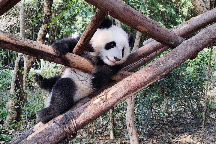 Panda Valley / Dujiangyan / Bipenggou / Siguniang Private Tour