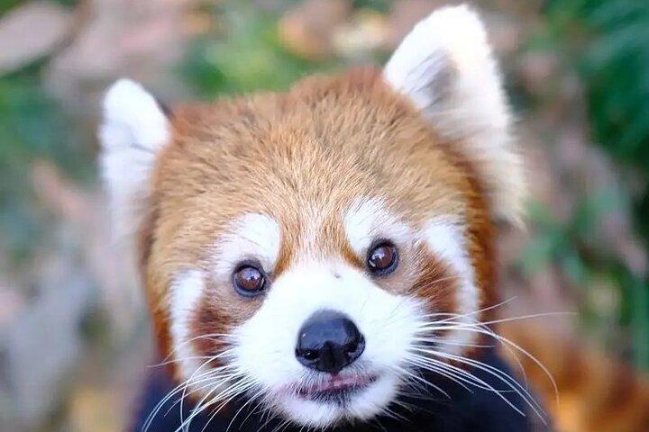 Panda Valley / Dujiangyan / Bipenggou / Siguniang Private Tour