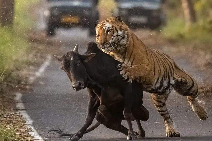 Ranthambore Wildlife Safari Same Day Trip from Jaipur
