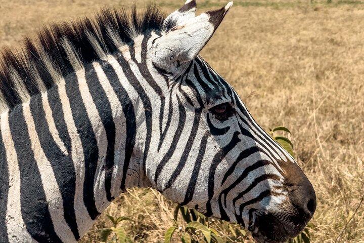 A Private Day Trip in Tarangire National Park