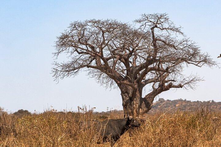 A Private Day Trip in Tarangire National Park