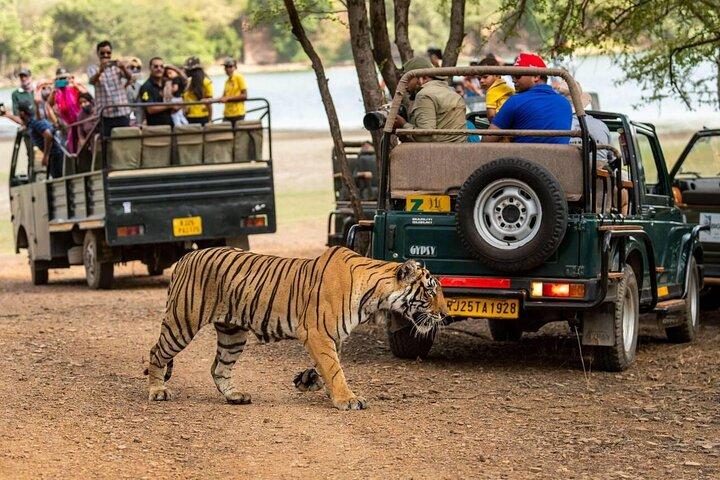 Ranthambore Wildlife Safari Same Day Trip from Jaipur