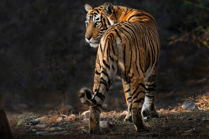 Ranthambore Wildlife Safari Same Day Trip from Jaipur