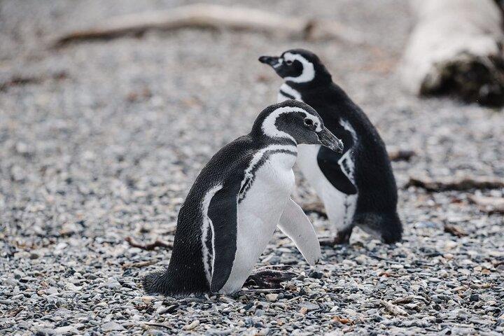 Penguin and Centolla Tour in 4x4
