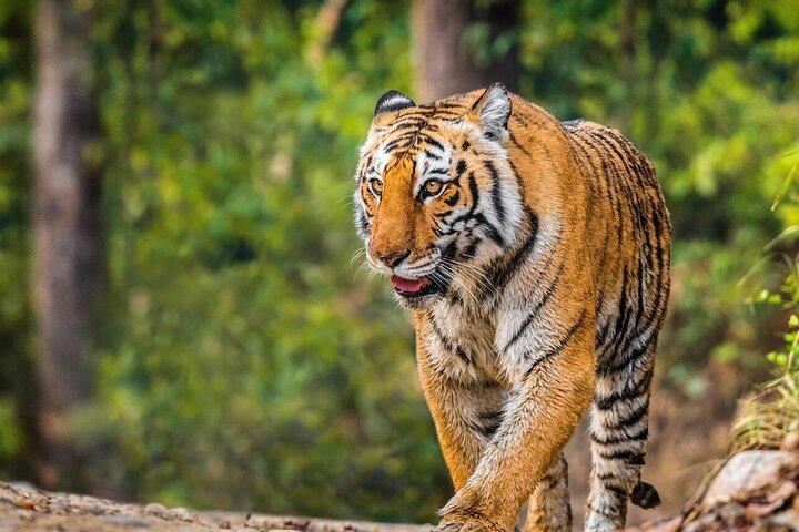 Ranthambore Wildlife Safari Same Day Trip from Jaipur