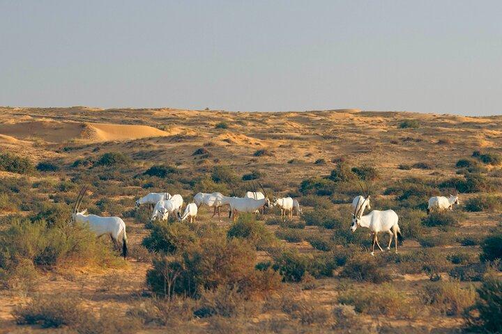 Dubai: Luxury Morning Desert Conservation Drive