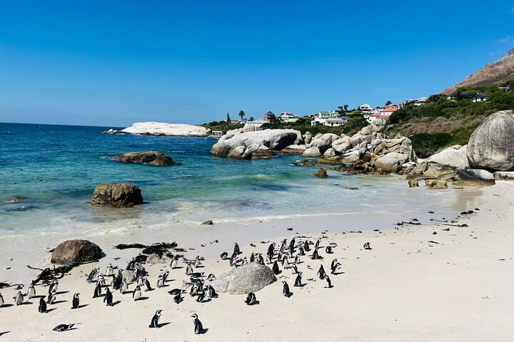 Full Day Private Tour of Cape Peninsula & Boulders Beach